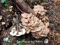 Gymnopus confluens-amf475-2